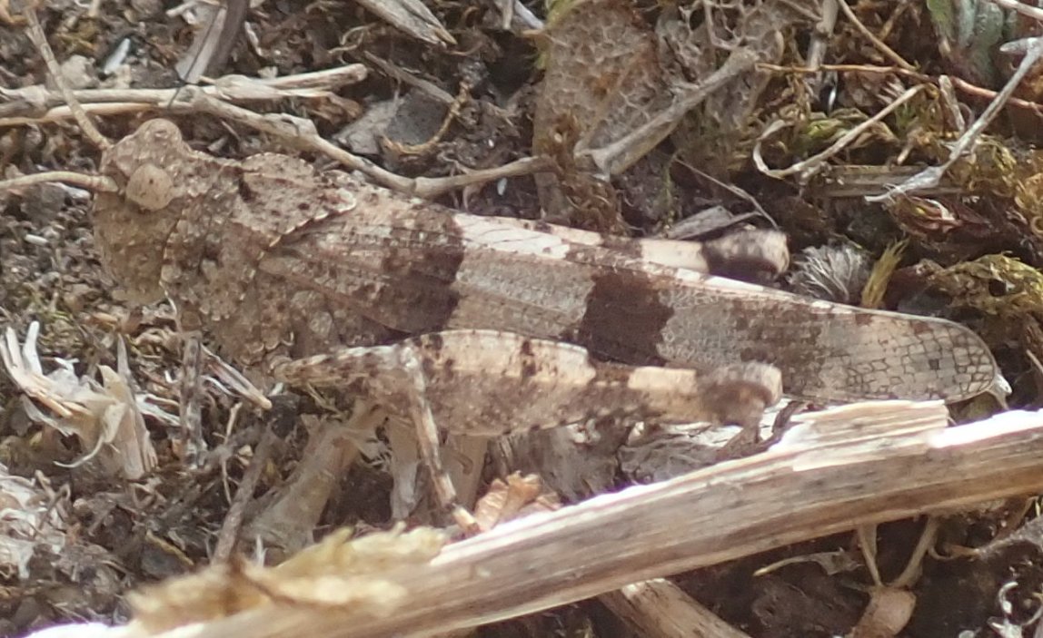 Sylvain Ard - Oedipoda caerulescens caerulescens - réf. 328422 (1148 x 703 pixels, 171 ko)