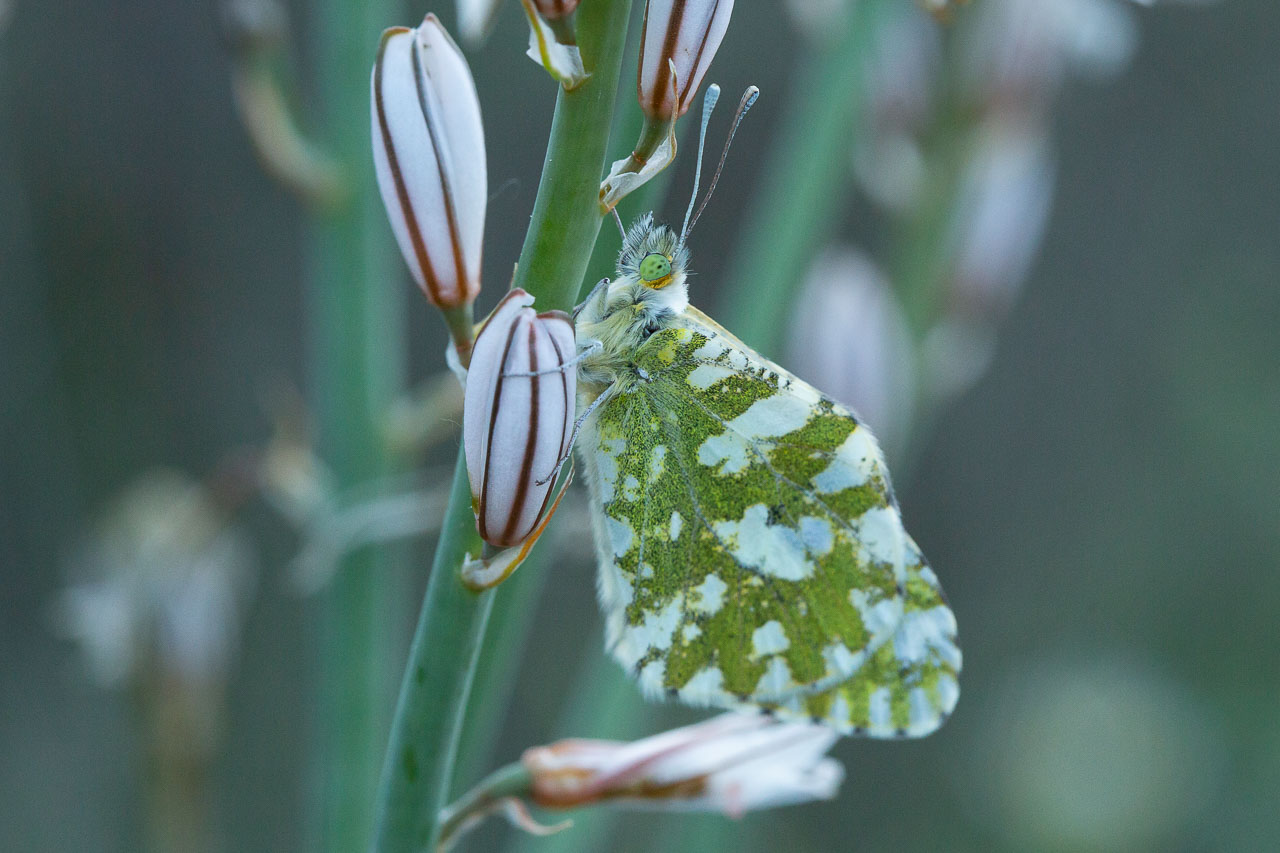 Réf. 328843 — INSECTA > Lepidoptera > Pieridae > Euchloe (Euchloe