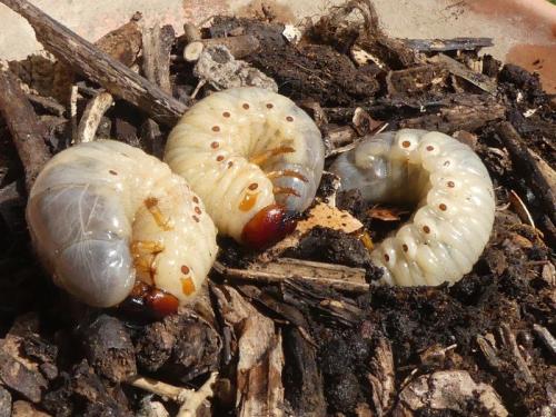 Oryctes nasicornis