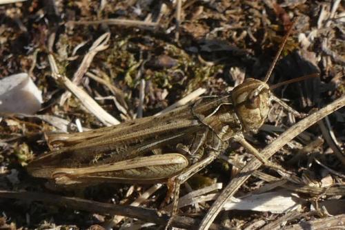 Réf. 329 965 : Chorthippus sp.