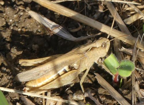 Réf. 329 384 : Chorthippus sp.