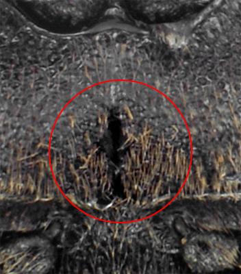 Réf. 329 062 : Xyletinus subrotundatus
