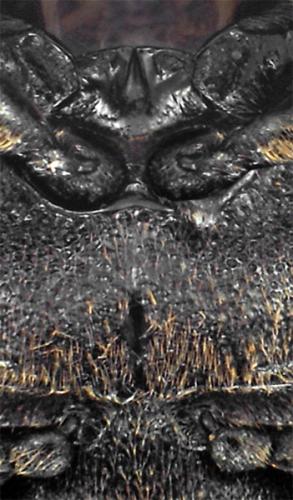 Réf. 329 061 : Xyletinus subrotundatus