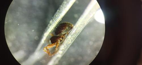 Ceratinella sp.