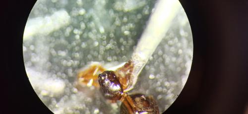 Ceratinella sp.