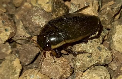 Dytiscus semisulcatus