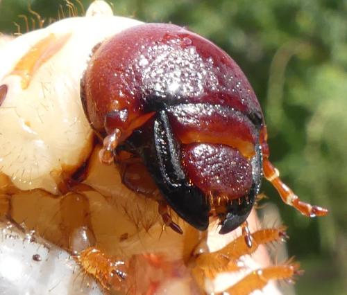 Réf. 329 467 : Oryctes nasicornis