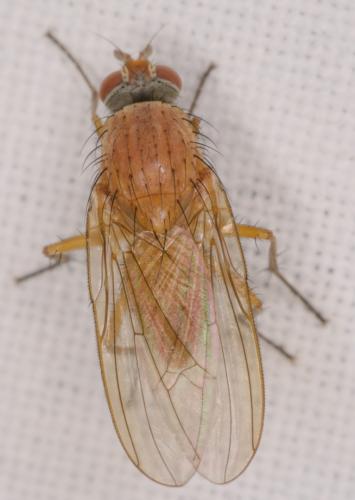 Pegomya testacea