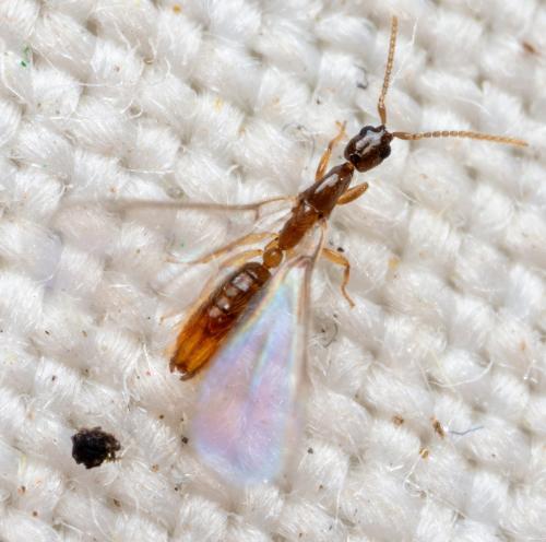 Leptanilla sp.