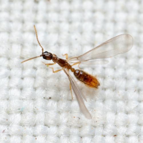 Leptanilla sp.