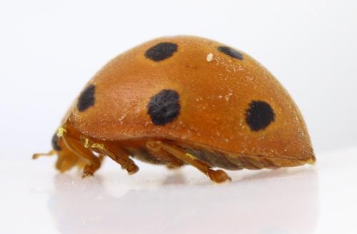 Henosepilachna argus