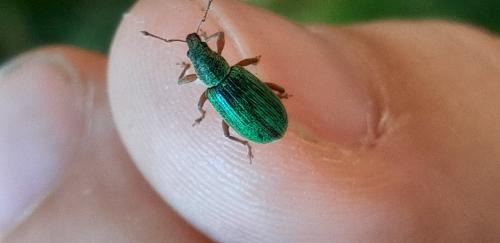 Réf. 329 232 : Polydrusus sp.