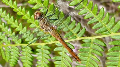 Sympetrum sanguineum