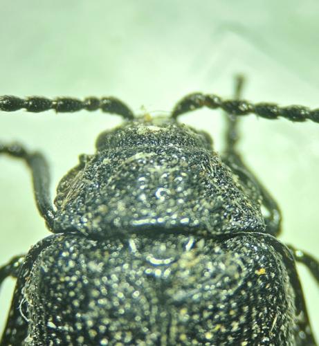 Galeruca tanaceti