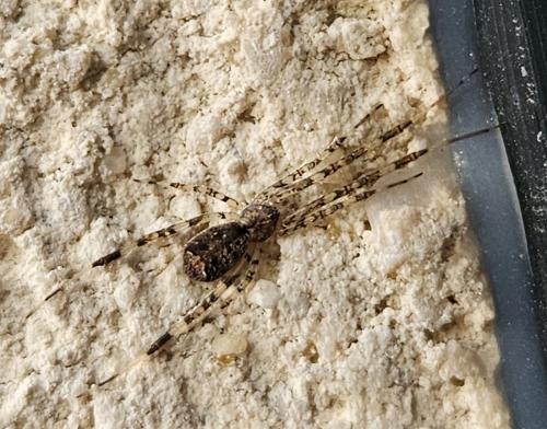 Réf. 329 101 : Episinus maculipes
