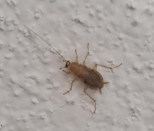 Planuncus vinzi