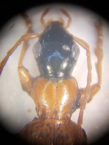 Réf. 329 254 : Demetrias monostigma