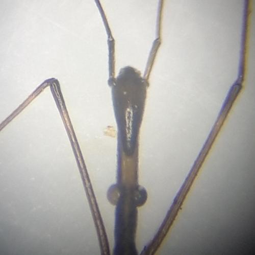 Hydrometra stagnorum