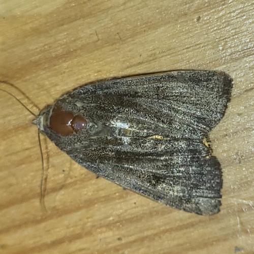 Noctua sp.