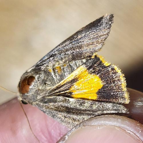 Noctua sp.