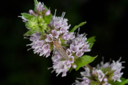 Réf. 329 580 : Culiseta longiareolata