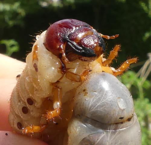 Réf. 329 456 : Oryctes nasicornis