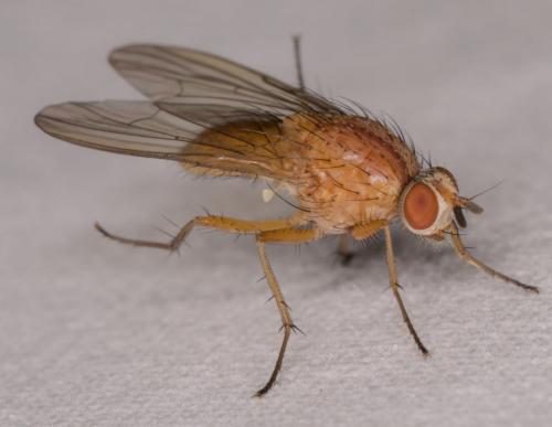 Pegomya testacea