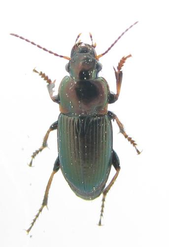 Réf. 329 483 : Harpalus distinguendus
