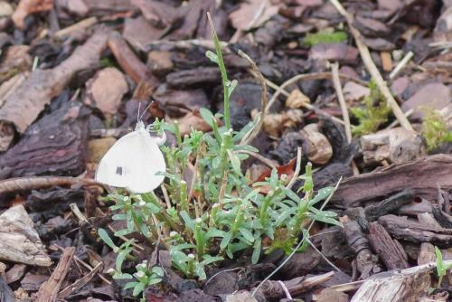 Réf. 329 321 : Pieris mannii