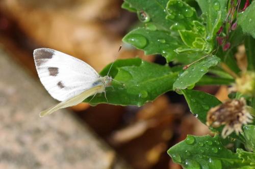Réf. 329 323 : Pieris mannii