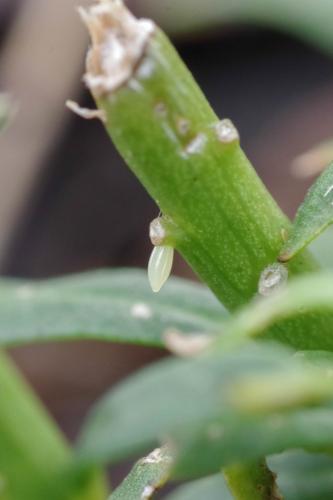 Réf. 329 322 : Pieris mannii