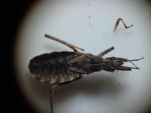 Coranus woodroffei