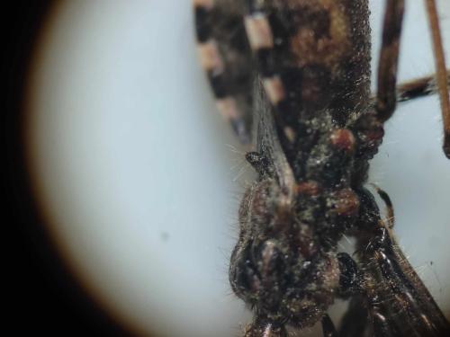 Coranus woodroffei