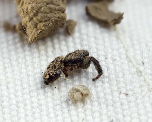 Auplopus carbonarius