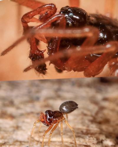 Erigone dentosa