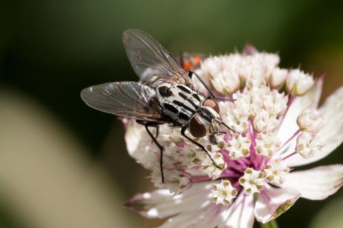 Réf. 329 105 : Graphomya maculata