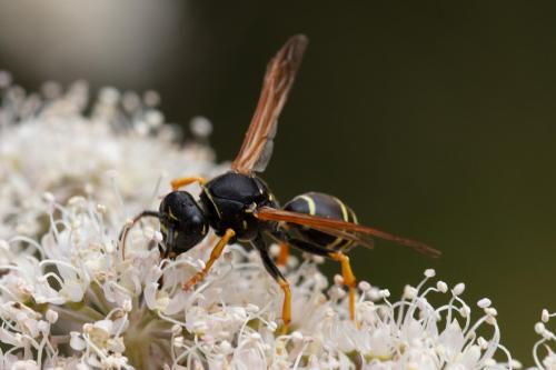 Réf. 329 802 : Polistes biglumis