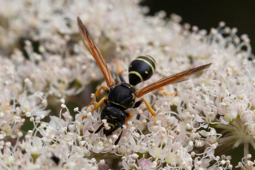 Réf. 329 800 : Polistes biglumis
