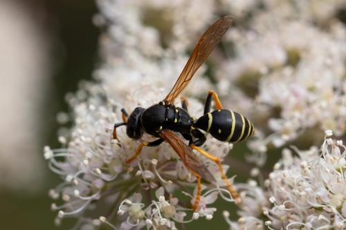 Réf. 329 801 : Polistes biglumis