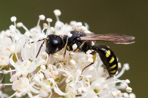 Réf. 329 196 : Ectemnius lapidarius