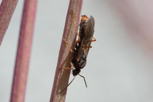 Formica sp.