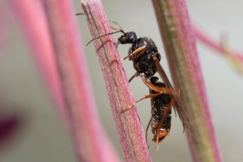 Formica sp.