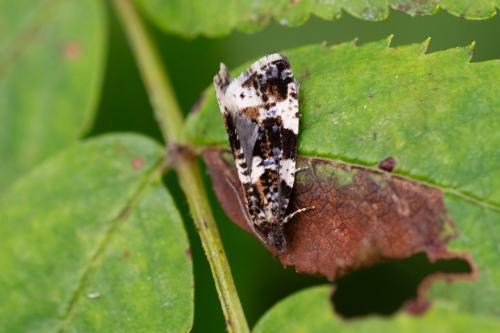 Réf. 329 230 : Aterpia corticana