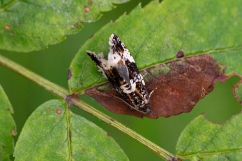 Réf. 329 231 : Aterpia corticana