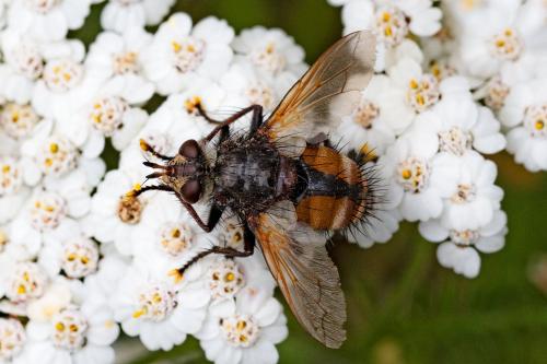 Réf. 329 233 : Tachina magnicornis