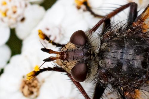Réf. 329 296 : Tachina magnicornis
