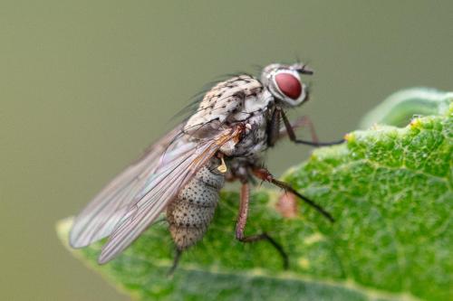 Hylemya vagans