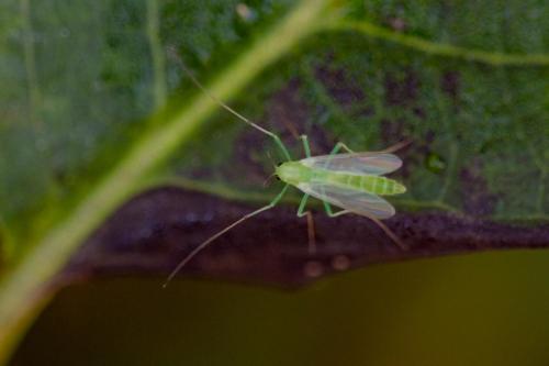 Réf. 329 425 : Chironomini inconnu
