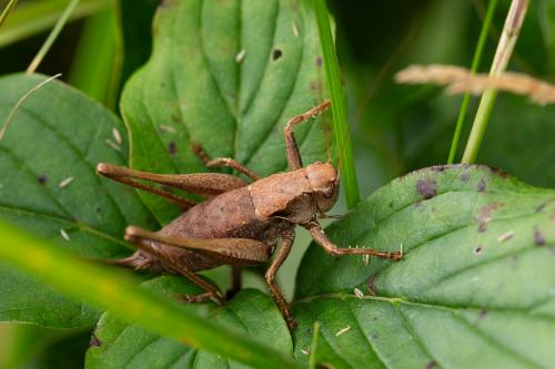 Pholidoptera griseoaptera
