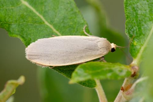 Eilema griseola